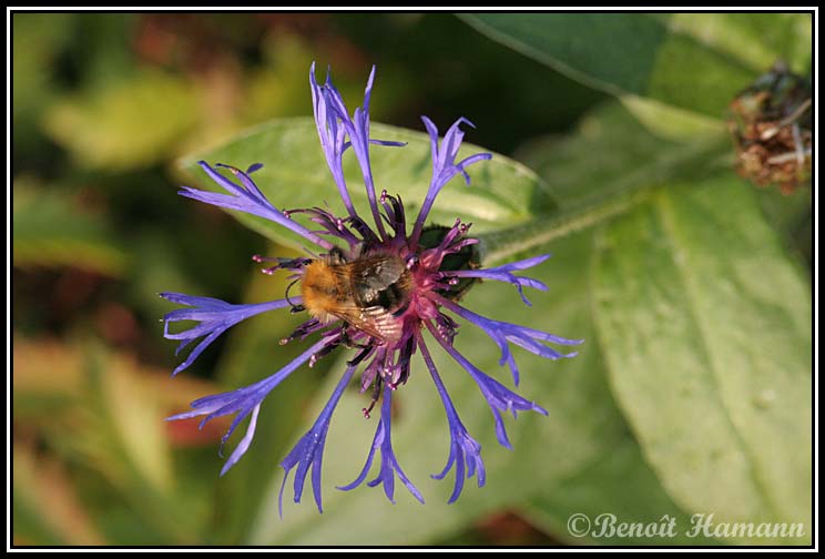 insecte(2)